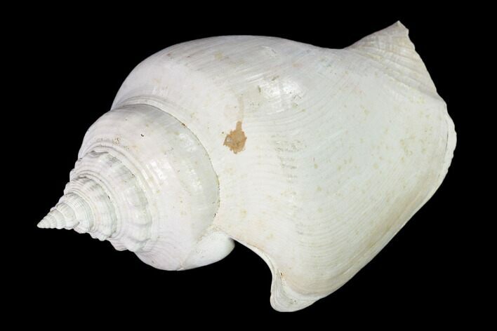 Pleistocene Gastropod (Strombus) Fossil - Florida #148575